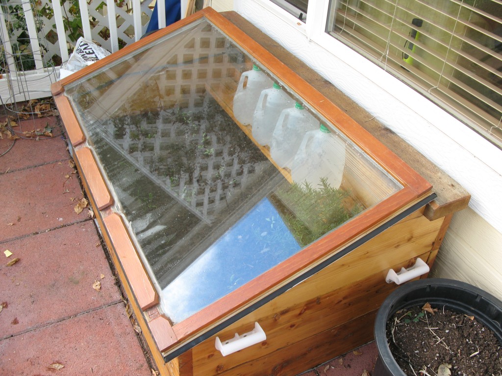 Cold Frame, with water jugs on shelf.